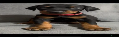 Dobermann Puppy 2