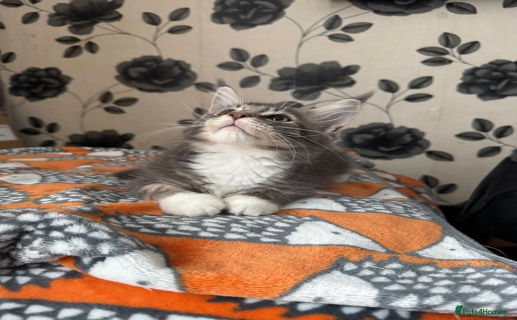Maine Coon cats - Advert 11