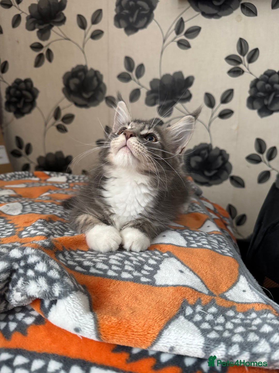 Maine Coon cats for sale: Maine Coon kittens Available!!!! - Image 3