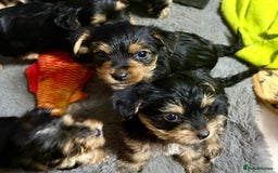 Yorkshire Terrier dogs for sale: Miniature Yorkshire terrier puppies  - Image 7