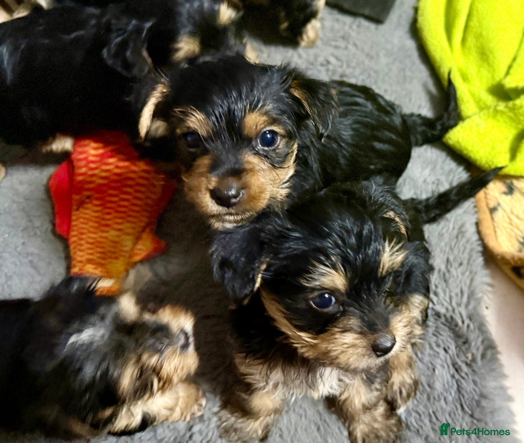 Yorkshire Terrier dogs for sale: Miniature Yorkshire terrier puppies  - Image 7