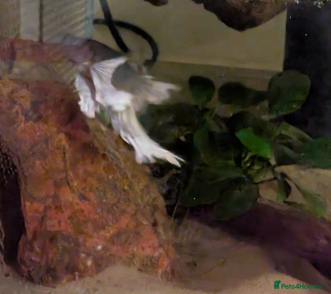 Bettas fish for sale: Two beta fish free, please read  - Advert 2