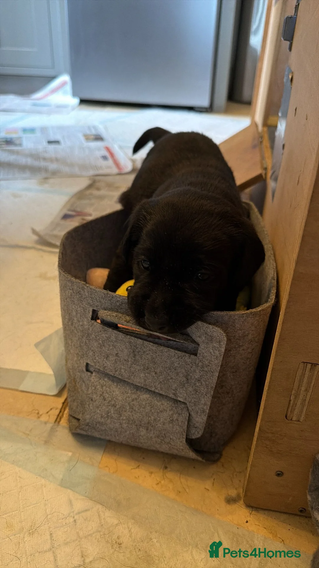 Labrador Retriever dogs for sale: 8 beautiful chunky black KC registered puppies - Advert 12