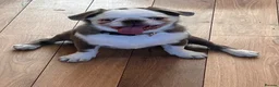 Jug dogs for sale: Molly the jug  - Advert 4
