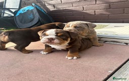 English Bulldog dogs for stud: Chocolate and tan stud includes 2 ai in Walsall - Image 33