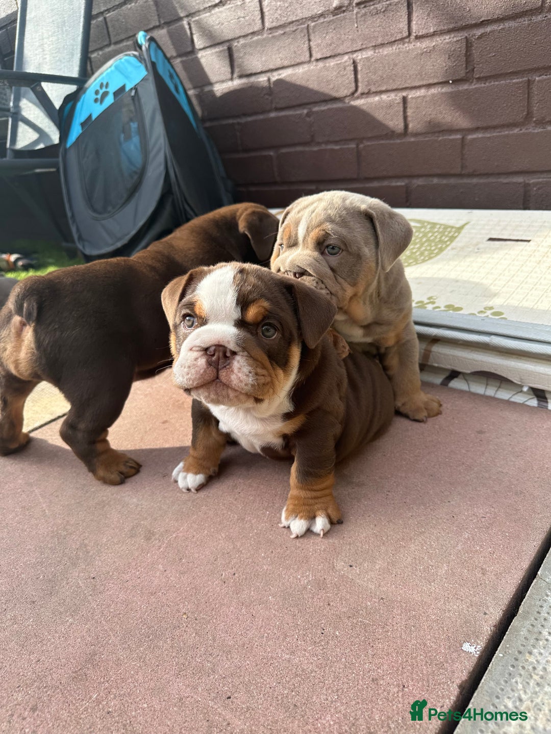 English Bulldog dogs for stud: Chocolate and tan stud includes 2 ai in Walsall - Image 33