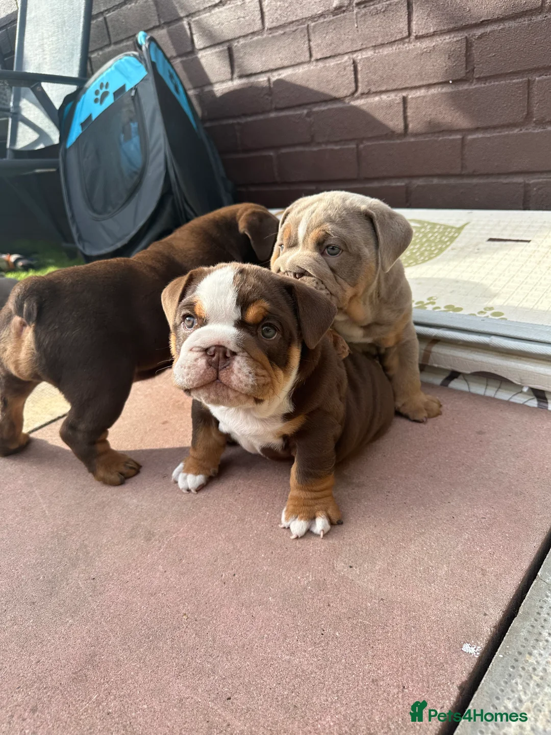 English Bulldog dogs for stud: Chocolate and tan stud includes 2 ai in Walsall - Advert 33