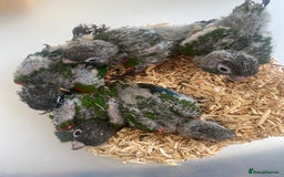 Conures birds for sale: Hand reared conures  - Image 7