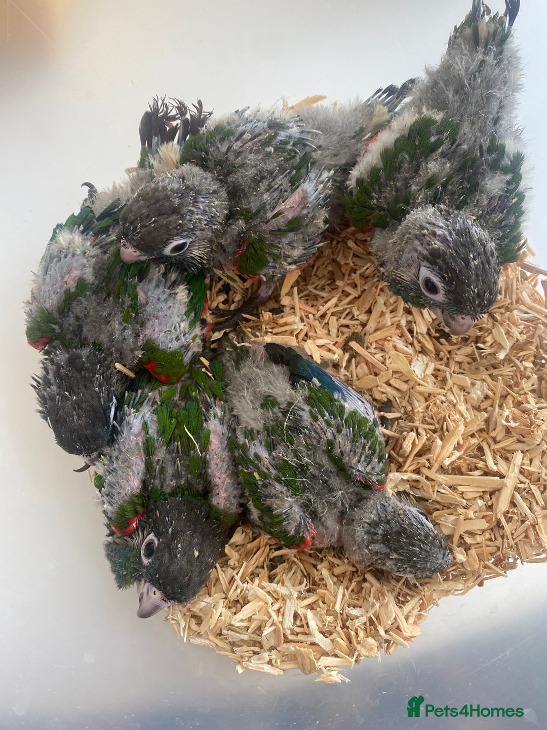Conures birds for sale: Hand reared conures  - Image 7