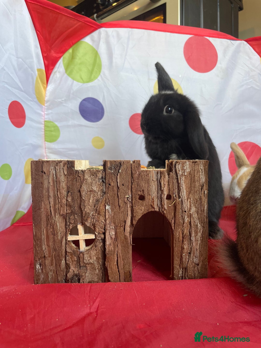 French Lop rabbits for sale: French lop mixed baby rabbits ready to go - Image 20