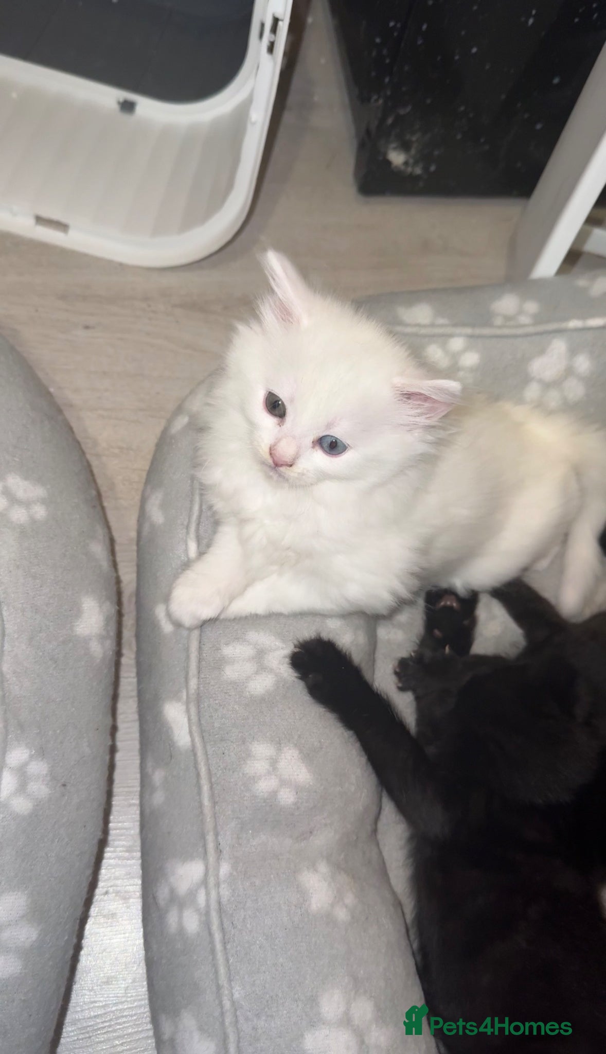 Turkish Angora cats for sale: Pedigree Turkish angora for sale  in Birmingham - Advert 2
