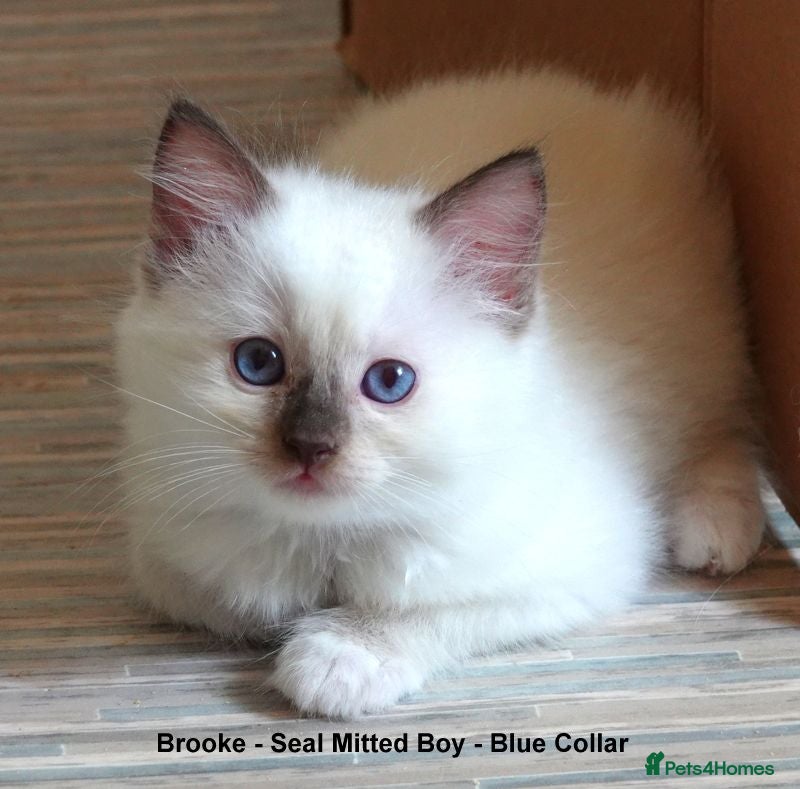 Ragdoll cats Quality GCCF Reg Ragdoll Kittens - Advert 1
