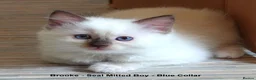 Ragdoll cats for sale: Quality GCCF Reg Ragdoll Kittens - Advert 1