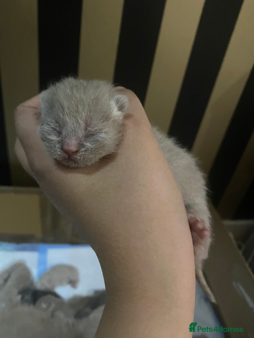 British Shorthair cats for sale: Stunning British shorthair kittens - Advert 5