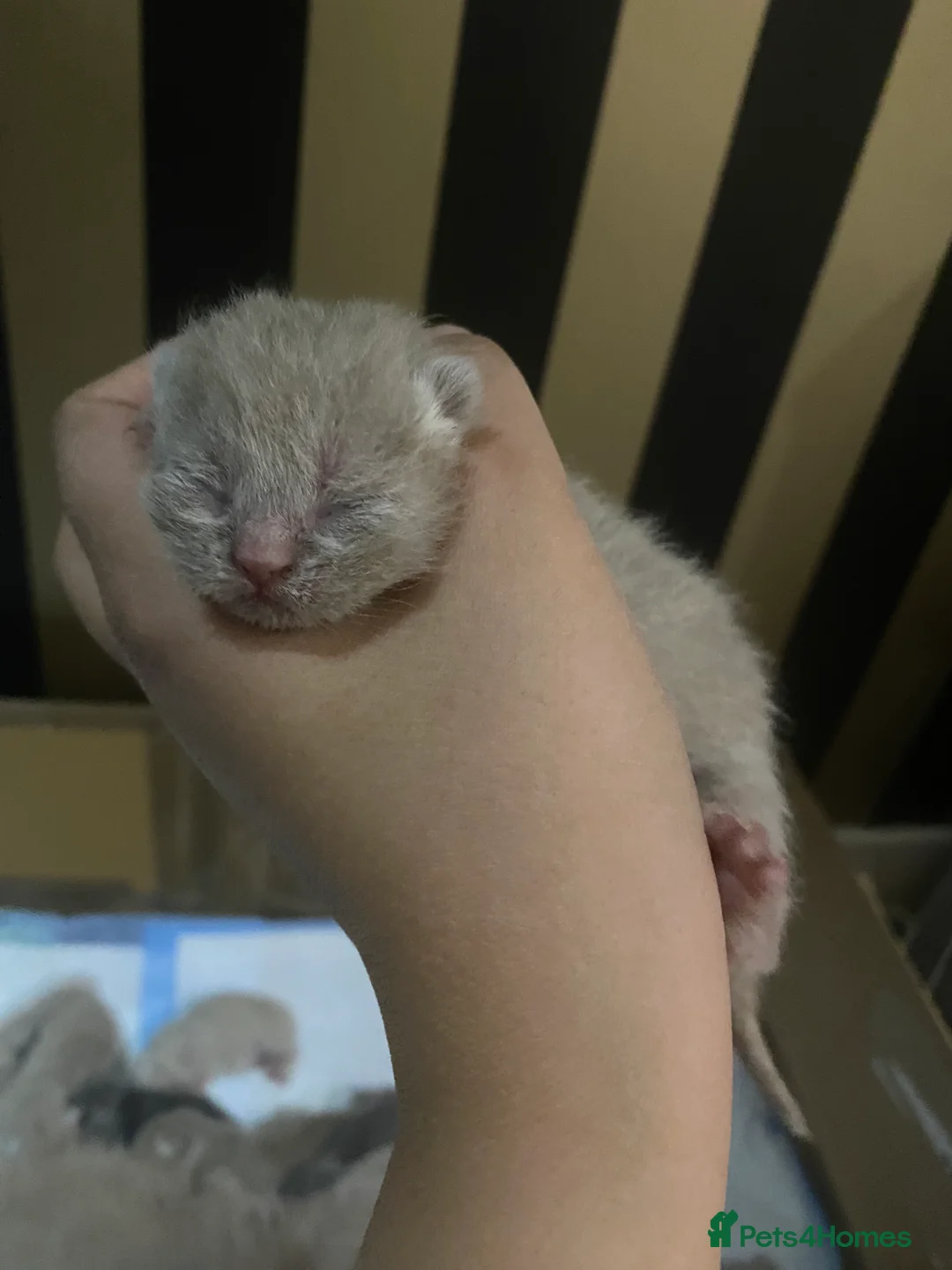 British Shorthair cats for sale: Stunning British shorthair kittens - Advert 12