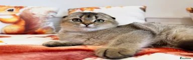 Scottish Fold 1
