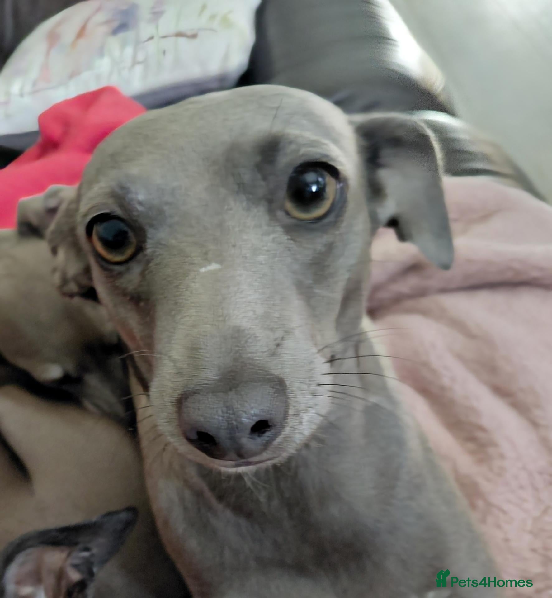 Italian Greyhound dogs Italian greyhound  - Advert 12