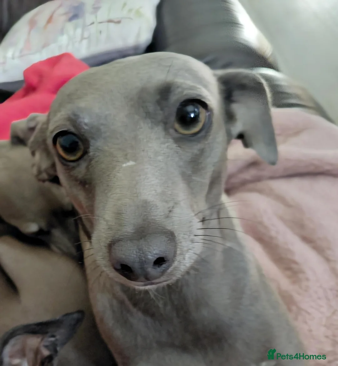 Italian Greyhound dogs for sale: Italian greyhound  - Advert 1