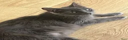 Domestic Shorthair cats for sale: Domestic short/semi long haired kittens in Bristol - Advert 1