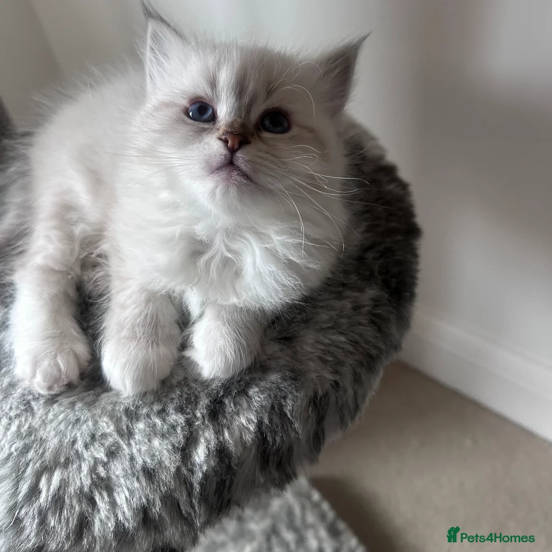 Neva Masquerade cats for sale: Neva Masquerade kittens, import lines RU-CZ-PL in London - Advert 4