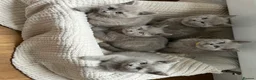 British Shorthair cats for sale: Gorgeous BSH pedigree kittens  - Advert 6