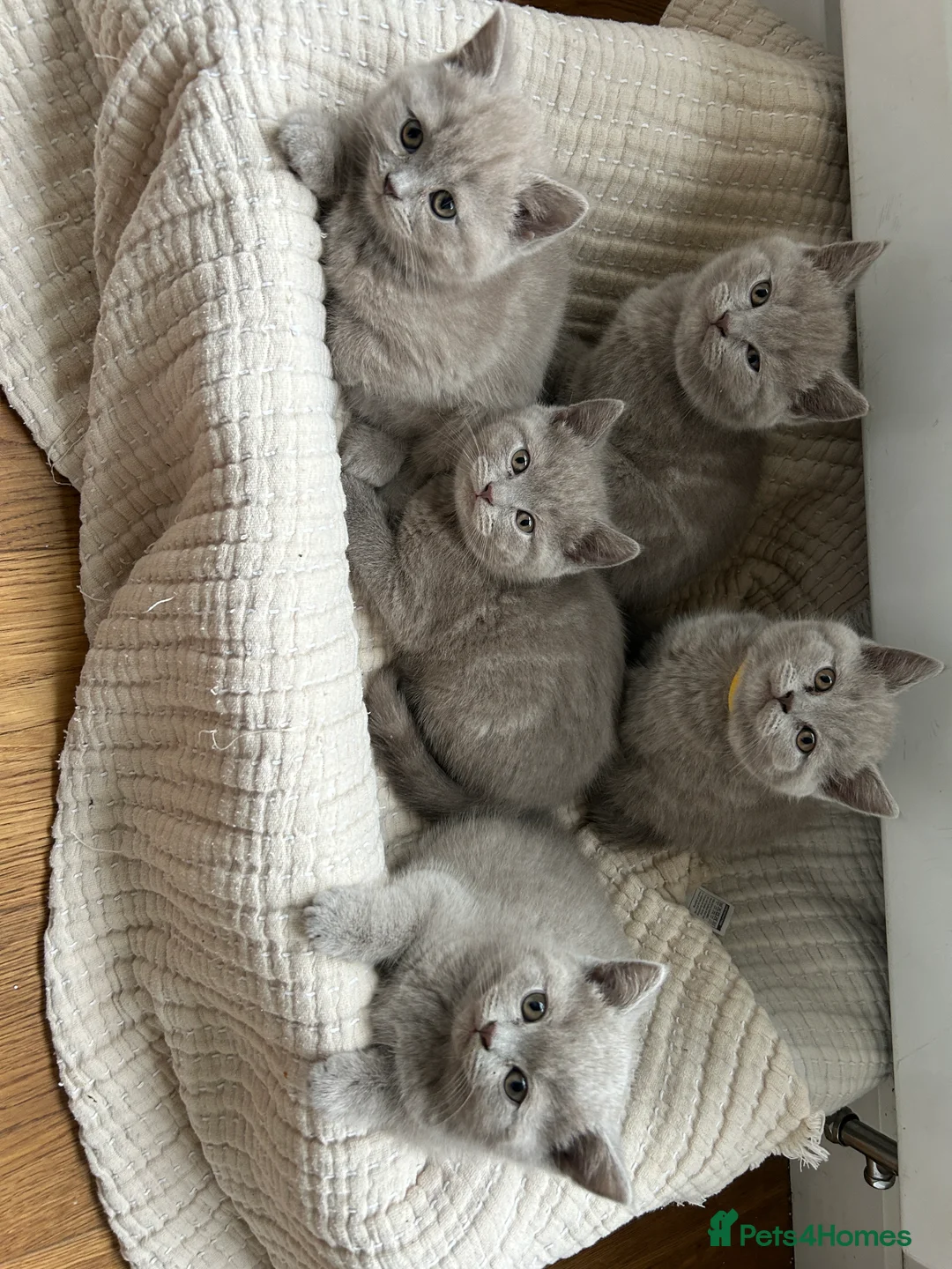 British Shorthair cats for sale: Gorgeous BSH pedigree kittens  - Advert 6