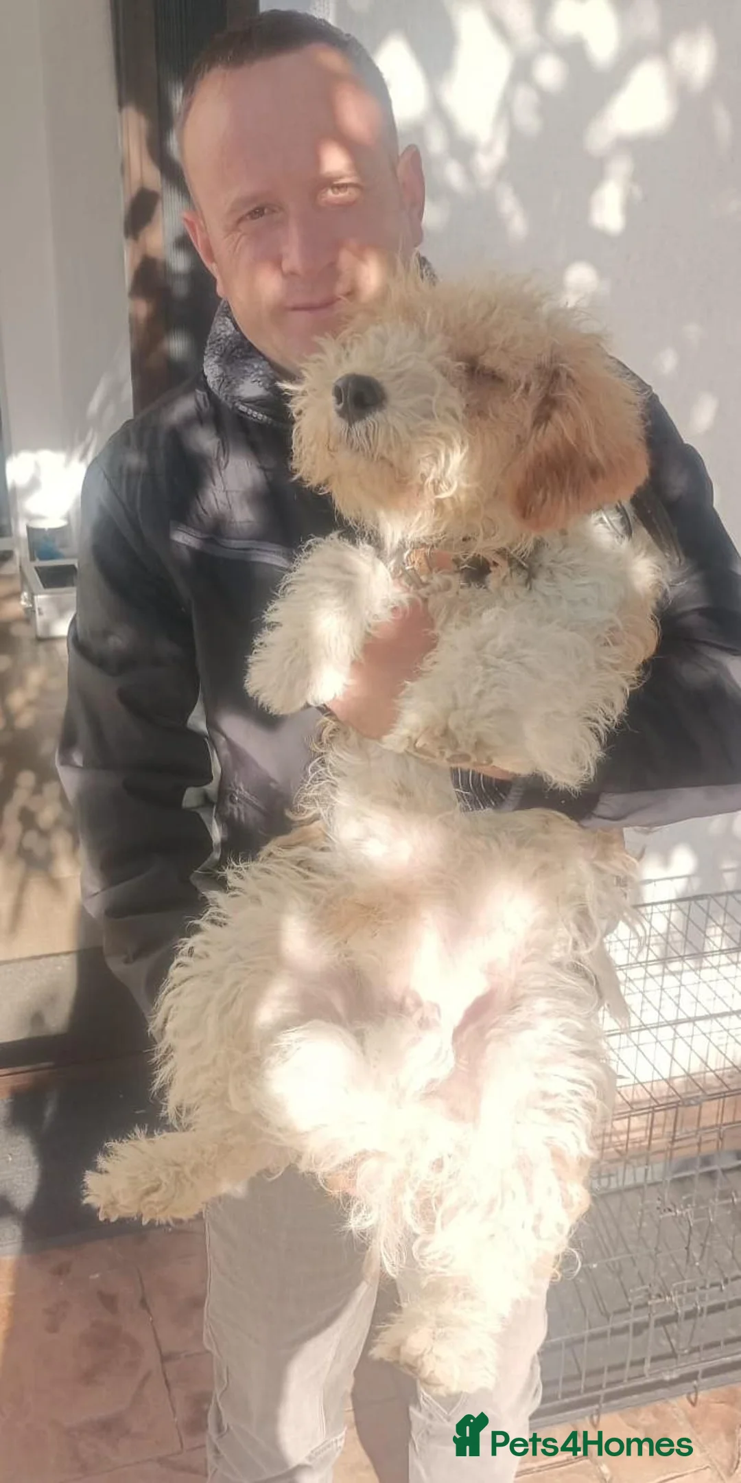 Fox Terrier dogs for adoption: 🐾❤️ HERO — THE BOY WHO KEPT COMING BACK ❤️🐾 - Advert 2