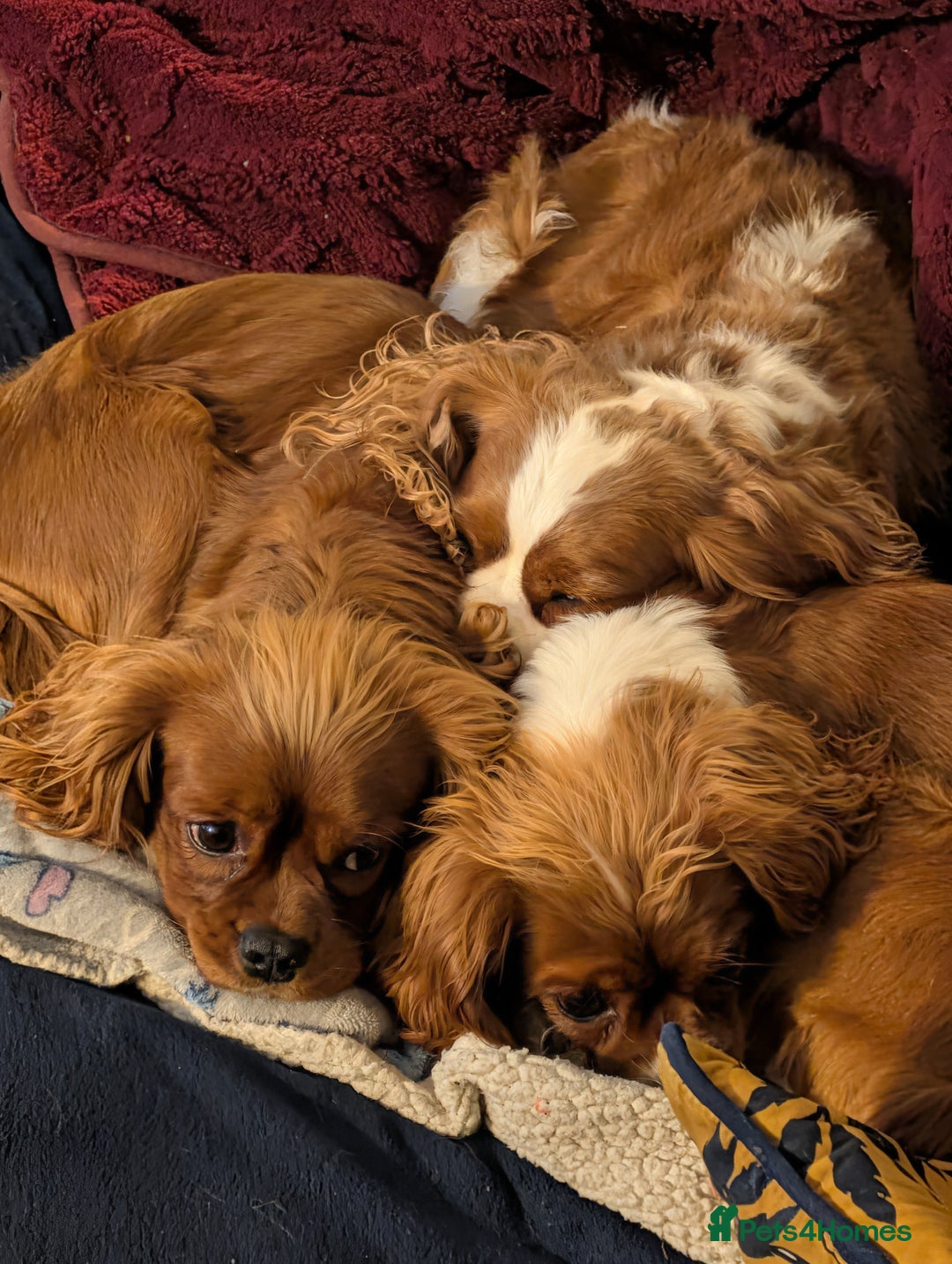 Cavalier King Charles Spaniel dogs for stud: Ruby king Charles available for stud - Advert 2