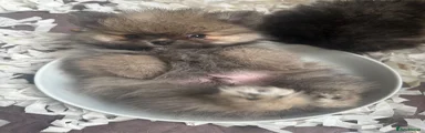 Pomeranian 3