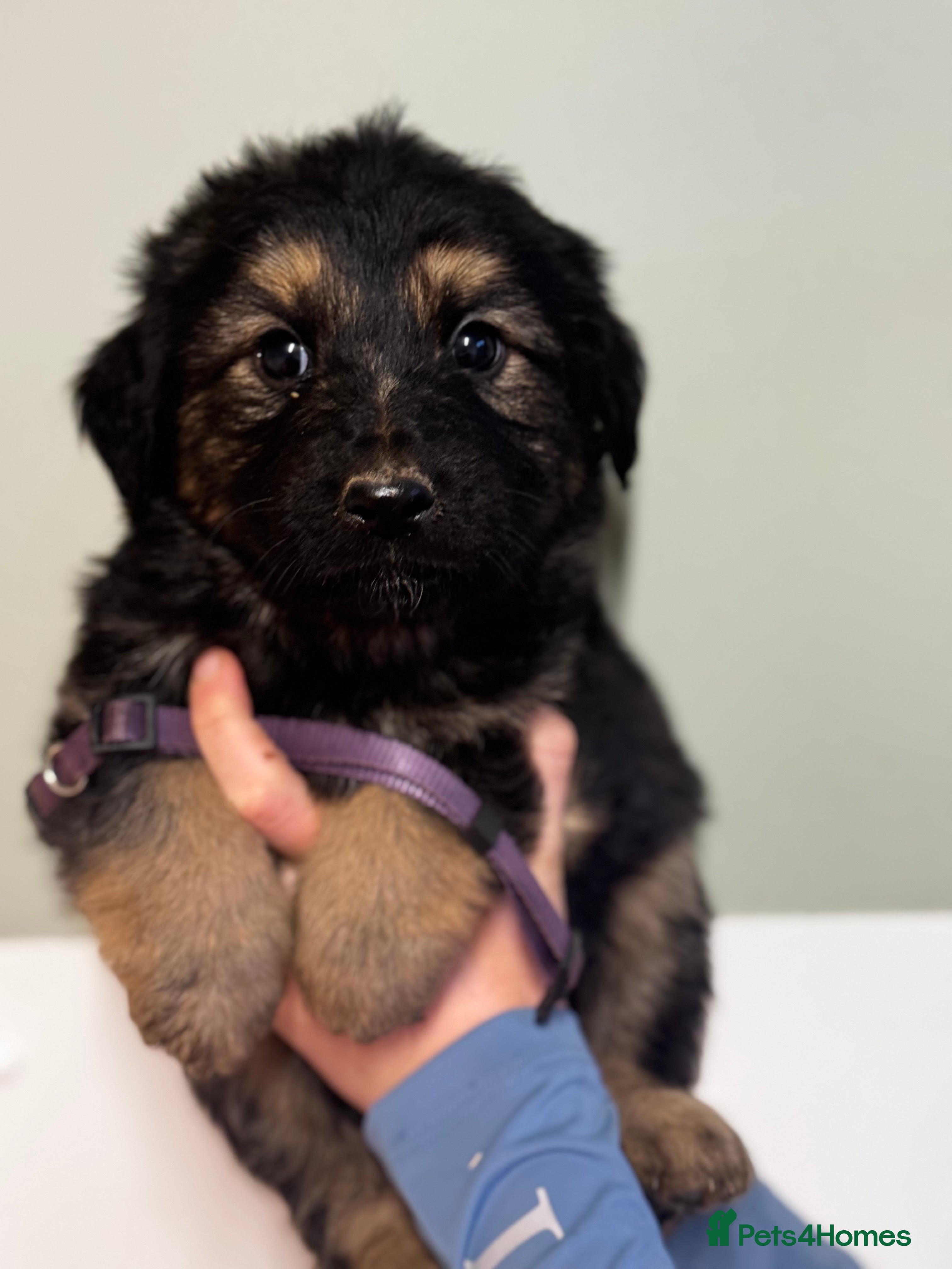 Mixed Breed dogs ⭐️ golden shepherd ⭐️ - Advert 2