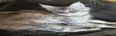 Maine Coon 1 Monty 