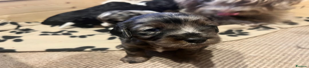 Mixed Breed Puppy 2