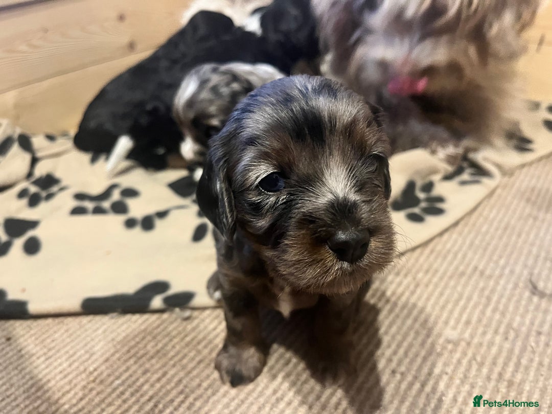 Mixed Breed dogs for sale: Seriously cute Cavapoo puppies - Image 3