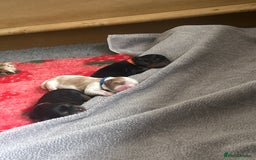 Cavalier King Charles Spaniel dogs for sale: Adorable Cavalier King Charles Spaniel - Image 1