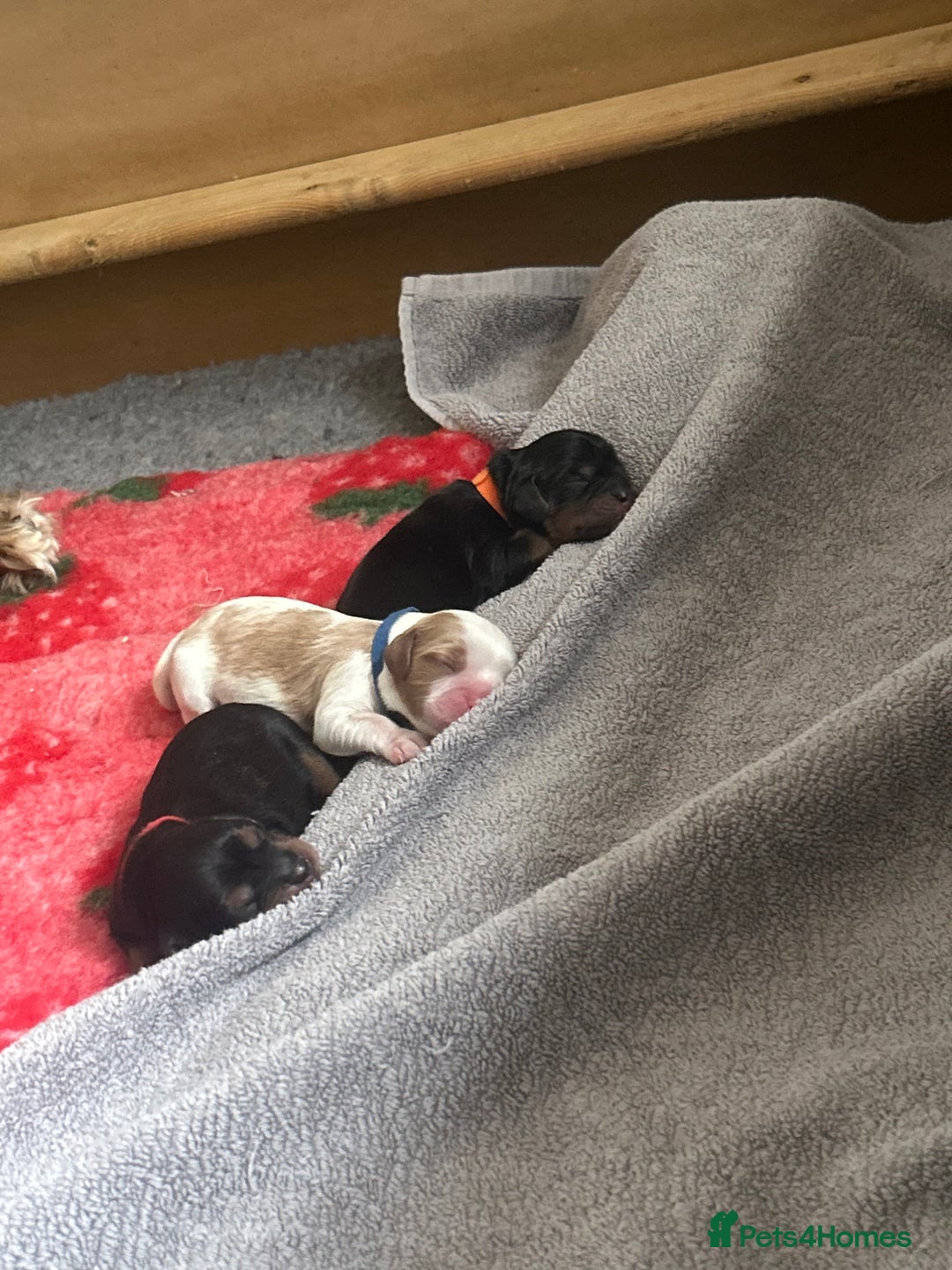 Cavalier King Charles Spaniel dogs for sale: Adorable Cavalier King Charles Spaniel - Image 1
