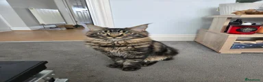 Maine Coon 1