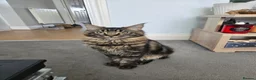 Maine Coon cats for sale: 2 Beautiful kittens looking for a loving family - Advert 4