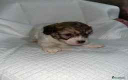 Shihpoo dogs for sale: Shihpoos  - Image 4