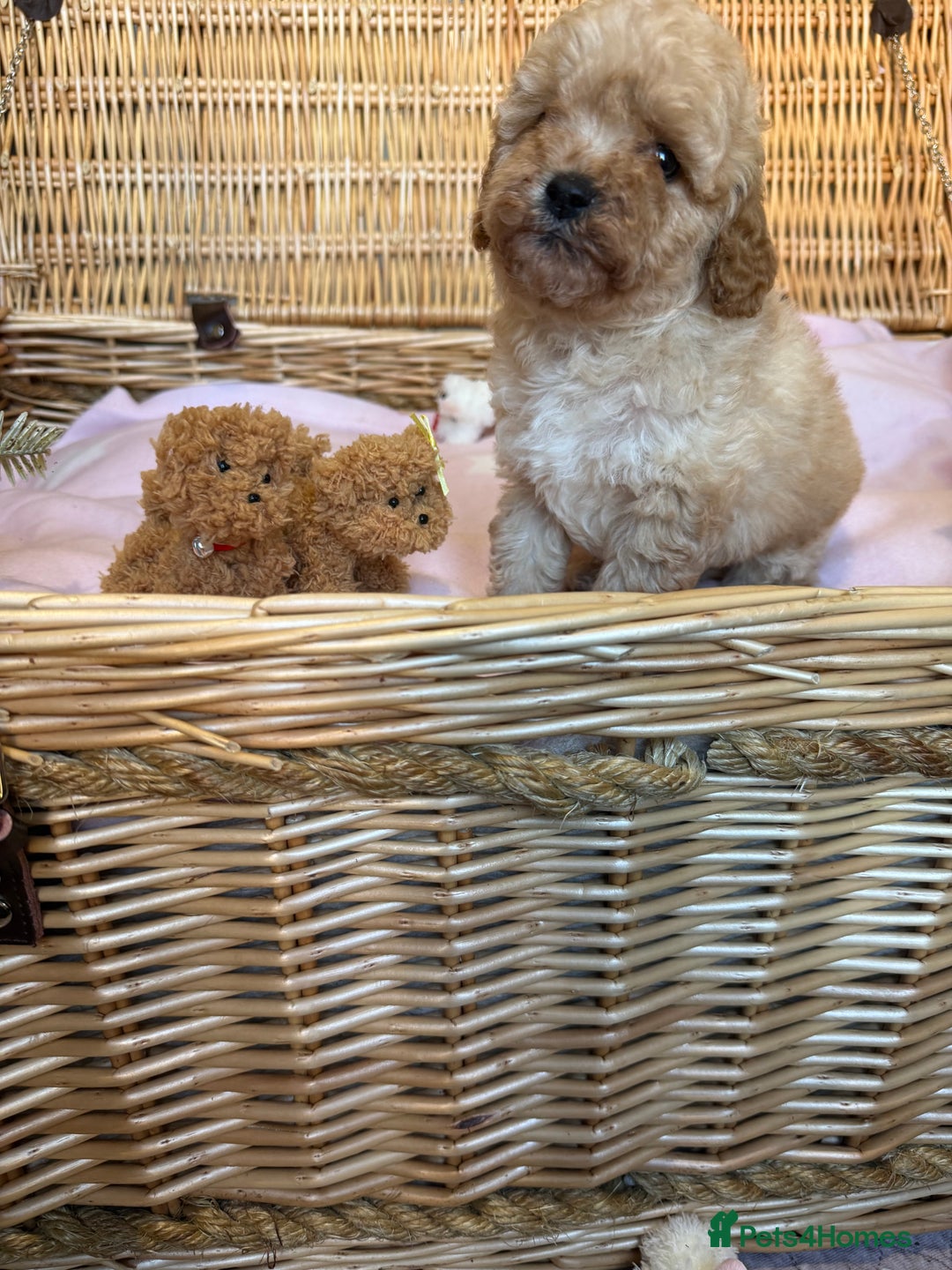 Cavapoo dogs for sale: Cavapoo little bears LICENSED - Advert 6