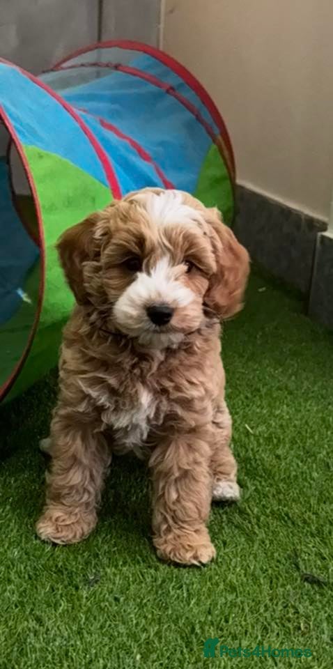 Cockapoo dogs Paddinton, Bam-Bam & Pebbles F1b Golden Cockapoos - Advert 8