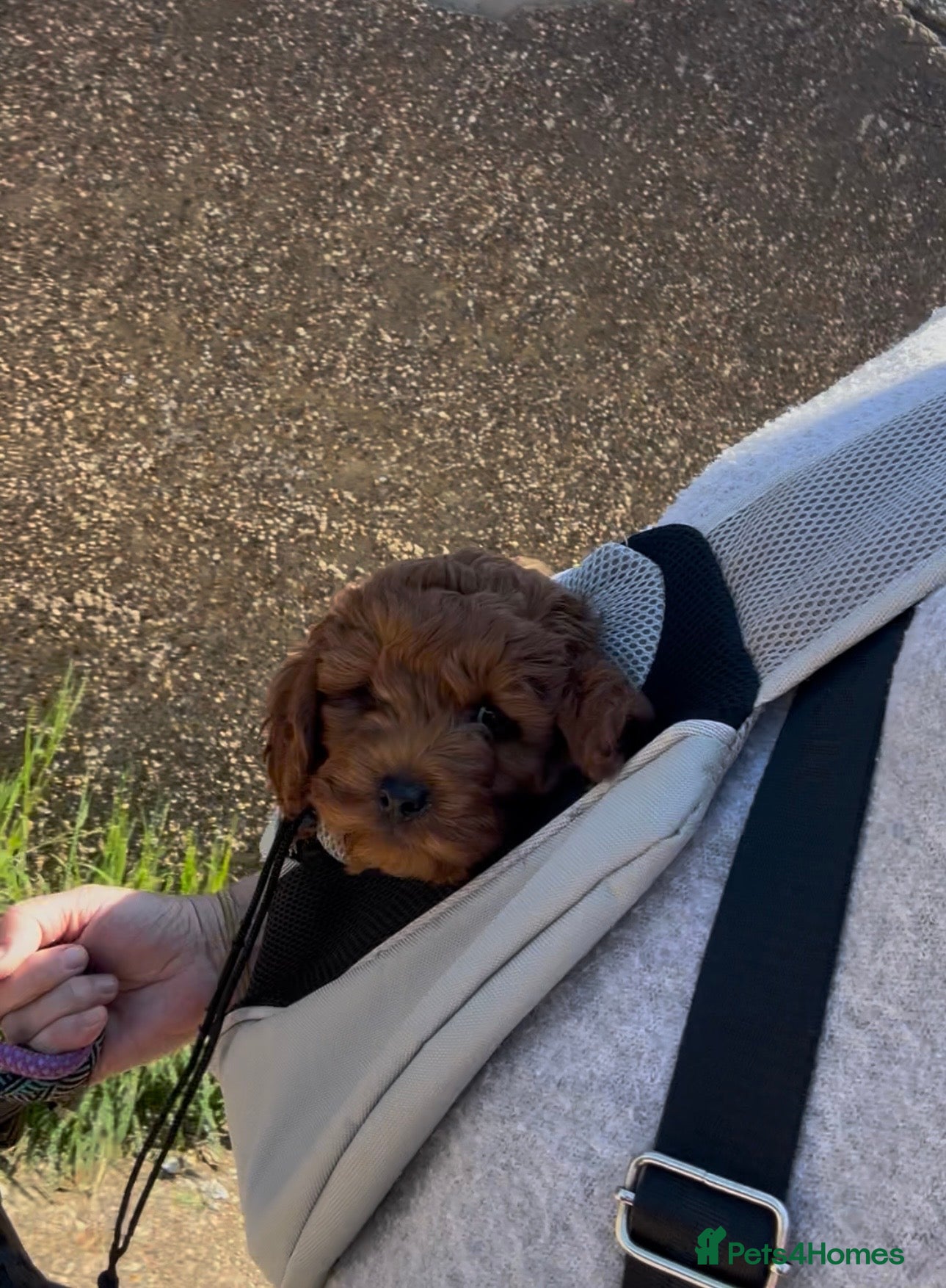 Cockapoo dogs 1 adorable boy 💙 left, ready to leave.  - Advert 2