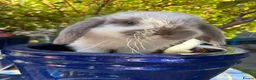 Mini Lop rabbits for sale: 4 beautiful mini lops - Advert 12
