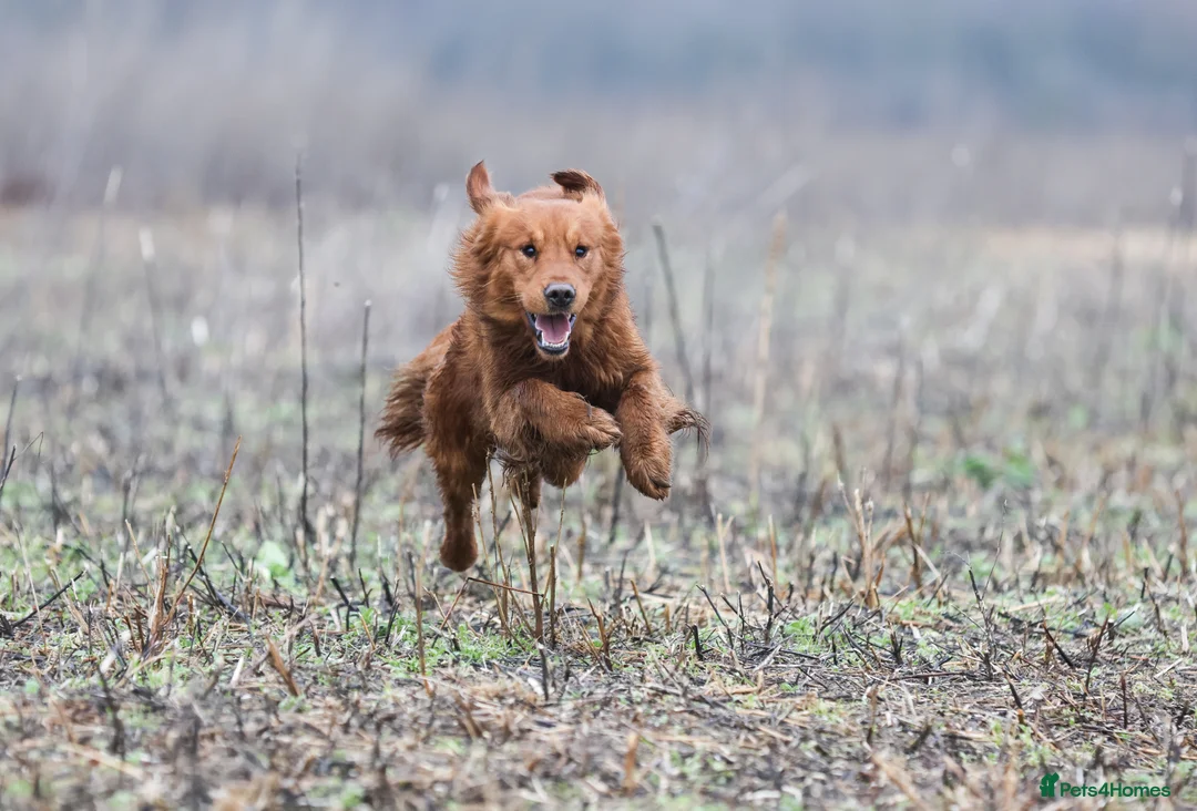 Golden Retriever dogs for stud: 0/0 Hips DNA Clear Handsome KC Reg Stud Dog in Newmarket - Advert 2