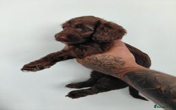 Doxiepoo dogs for sale: Beautiful fluffy Doxipoo puppies - Image 2