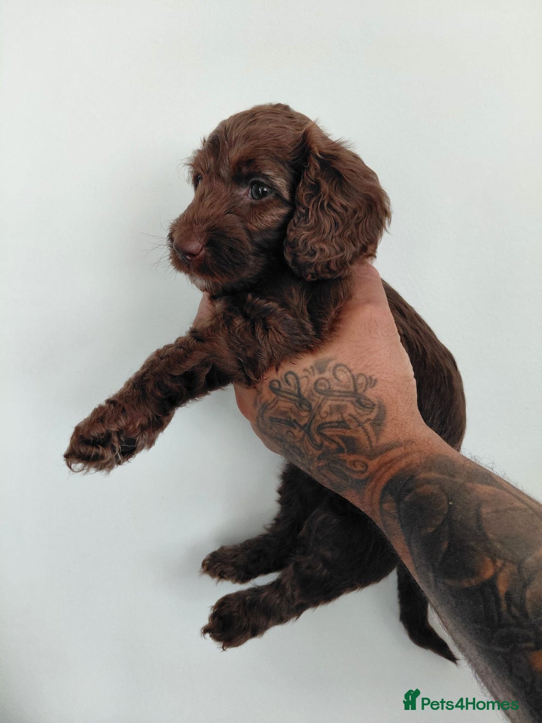 Doxiepoo dogs for sale: Beautiful fluffy Doxipoo puppies - Image 2