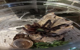 Tarantulas invertebrates for sale: Rehoming Collection of 17 Tarantulas, 1 Scorpion - Image 2