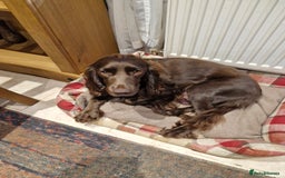 Cocker Spaniel dogs for sale: KC working cocker spaniels pups - Image 2