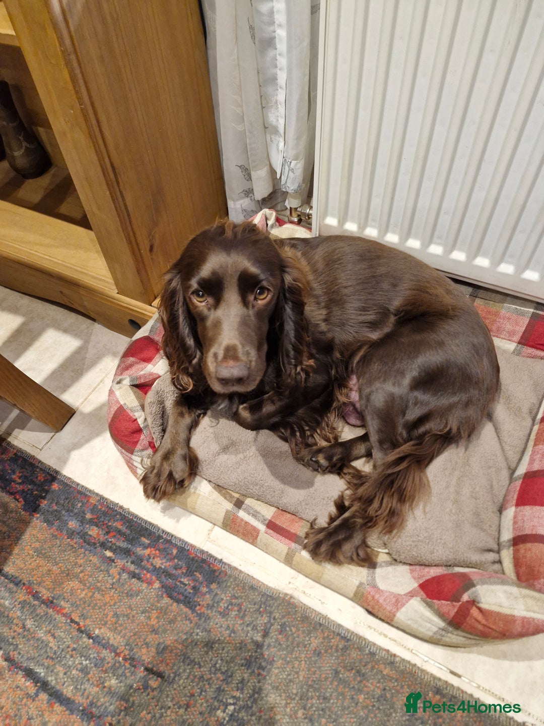 Cocker Spaniel dogs for sale: KC working cocker spaniels pups - Image 2