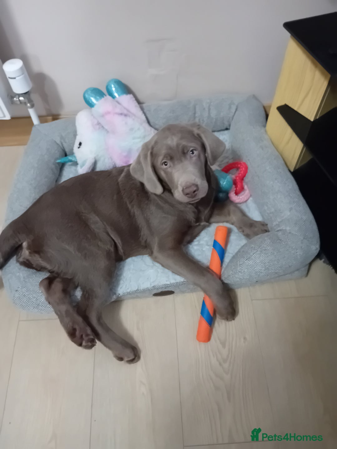 Labrador Retriever dogs for sale: Silver Labrador - Advert 1