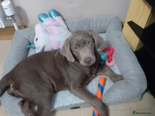 Labrador Retriever dogs Silver Labrador - Advert 3